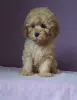 Пудель той /миниатюра