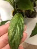 Спатифиллум Мун Шадоу