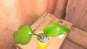 комнатные растения