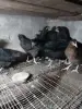 Куры