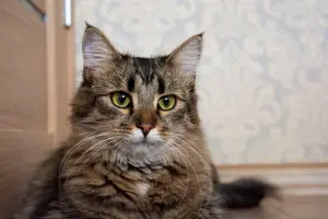 Кошка Капа, молодая, кастрирована.