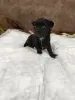 Щенки чихуахуа