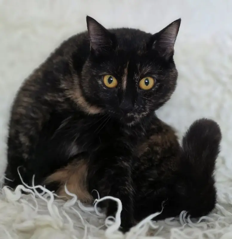 Красотка Холли. Кошка. кастрирована.