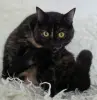 Красотка Холли. Кошка. кастрирована.