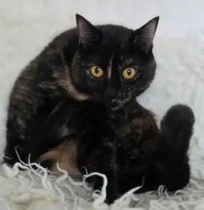 Красотка Холли. Кошка. кастрирована.