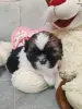 Девочка ши-тцу