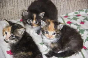 Котята