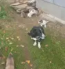 Отдадим щенков