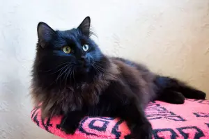 Шикарный Теодор. Кот.