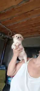 Чихуахуа