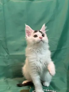 Мейн-Кун котята