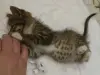Котятам срочно нужен дом! Котенок в дар
