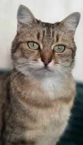 Шанталь-кошка молодая, кастрирована.