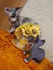 Канадский сфинкс Бамбини