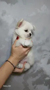 Чихуахуа мальчик