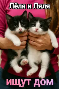 Малышки 1.5 месяца котята