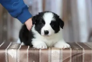 бордер колли