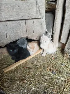 Котята