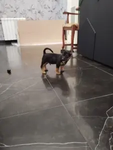 Щенки Джек Рассел Терьер