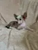 Щенки китайская хохлатая собака
