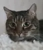 Шанхай- яркий и добрый кот, кастрирован