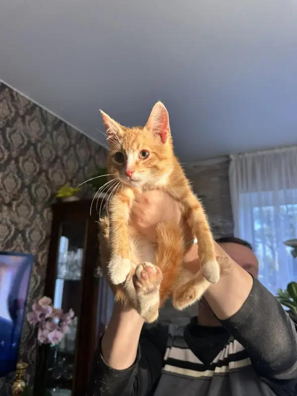 В дар прекрасный ласковый котёнок-мальчик Лучик