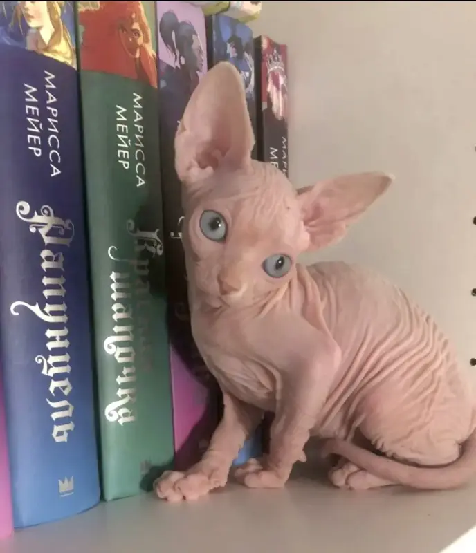 Канадский сфинкс котята РАЗНОГЛАЗЫЕ