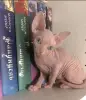 Канадский сфинкс котята РАЗНОГЛАЗЫЕ