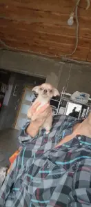 Чихуахуа