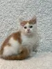 Мейн-Кун котята
