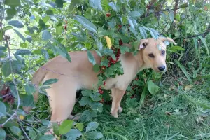 Замечательная собака-охранница Лиска в дар