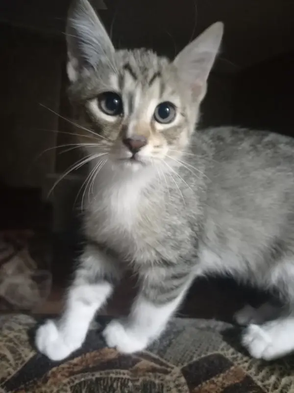 кошки