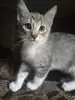 кошки
