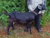Англо-нубийская козочка