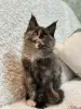 Мейн-Кун котята