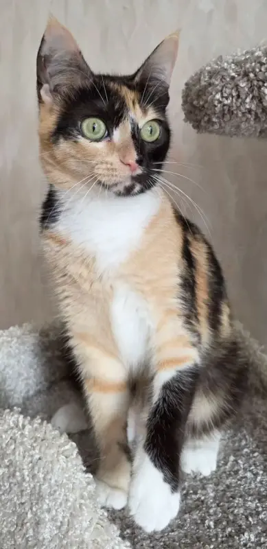 Котенок Кошка Озорная Кэтти