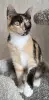 Котенок Кошка Озорная Кэтти