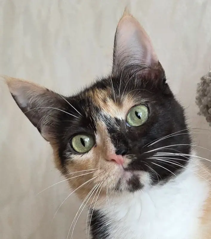 Котенок Кошка Озорная Кэтти