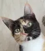 Котенок Кошка Озорная Кэтти