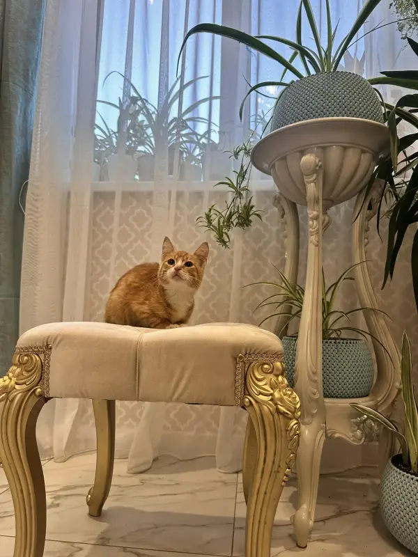 В дар прекрасный ласковый котёнок-мальчик Лучик