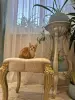 В дар прекрасный ласковый котёнок-мальчик Лучик