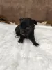 Щенки чихуахуа