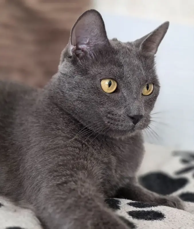 Кот Тео