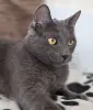 Кот Тео