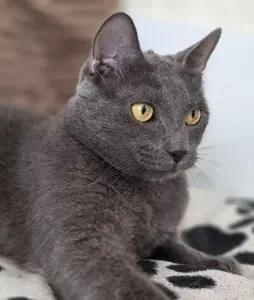 Кот Тео