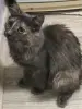 Котодевочка Юля 7 месяцев в добрые руки