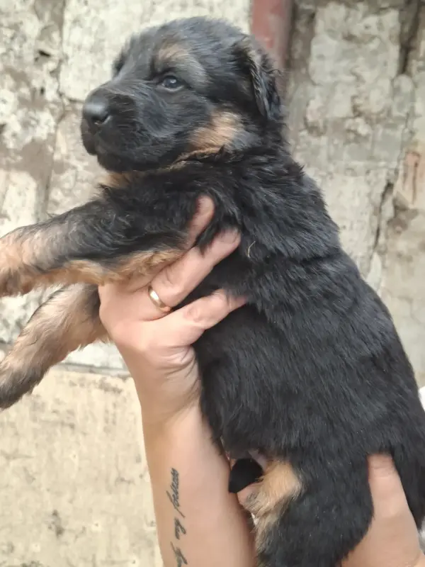 Немецкие щенки