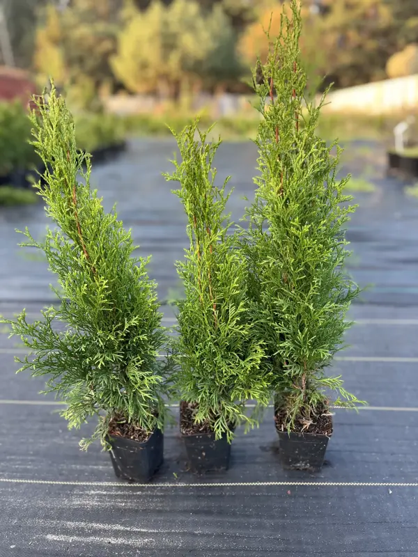 Туи СМАРАГД