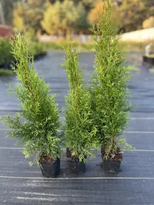 Туи СМАРАГД