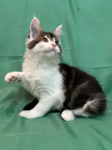 Мейн-Кун котята